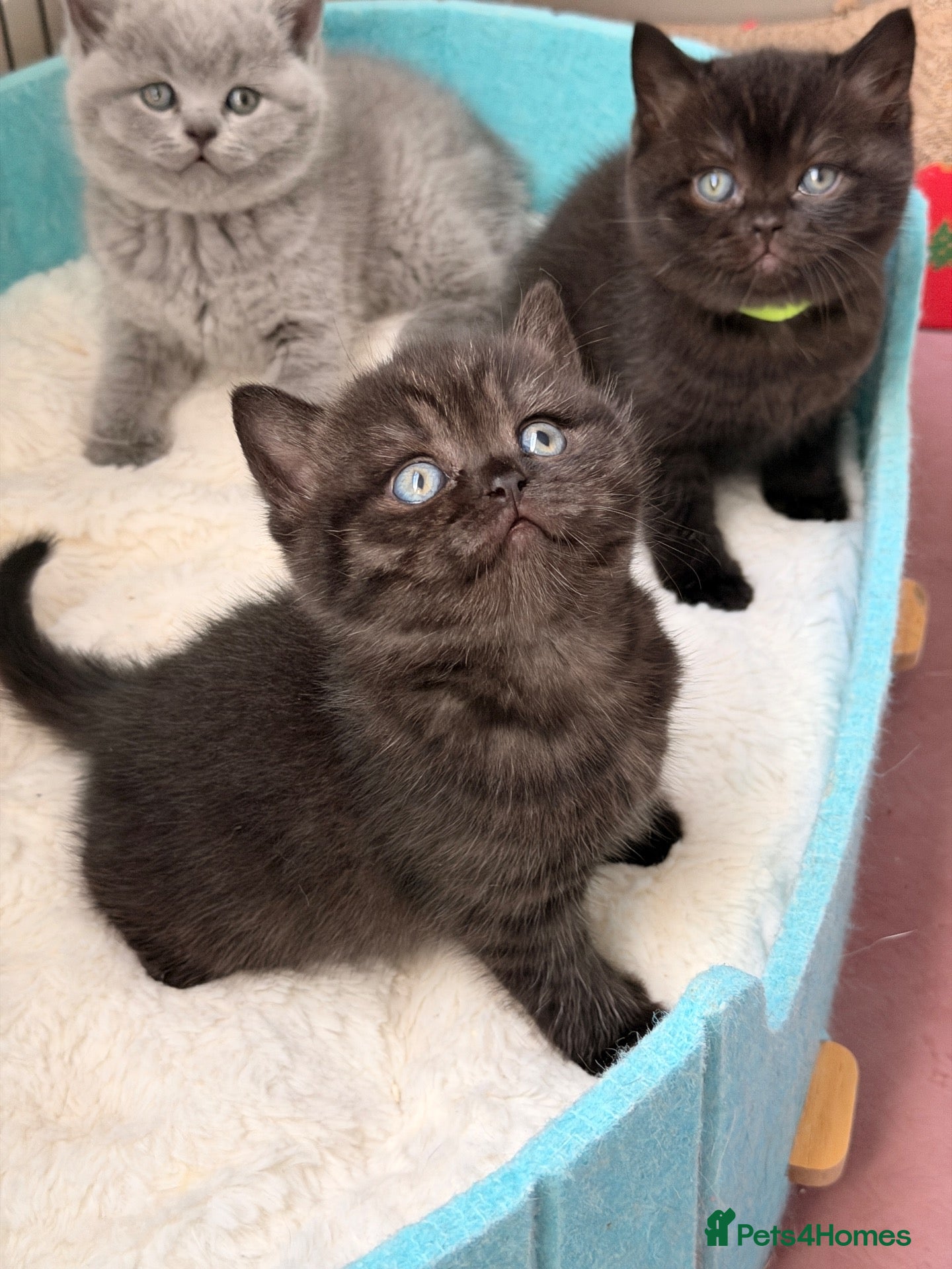 British Shorthair cats 🏆Champions line🏆BSH Kittens Tica reg  - Advert 1