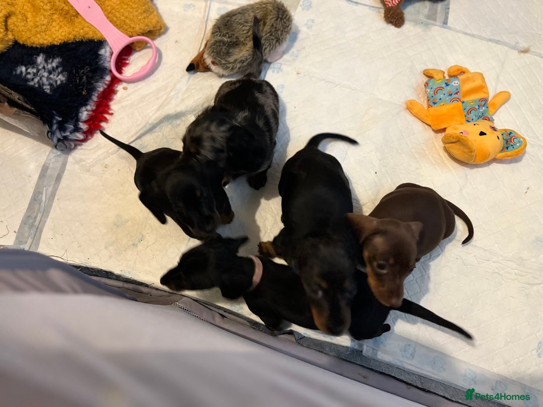Dachshund dogs for sale: Miniature Dachshund Pups  - Advert 4