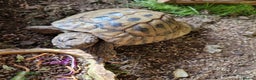 Tortoise reptiles for sale: Hermans - Advert 6