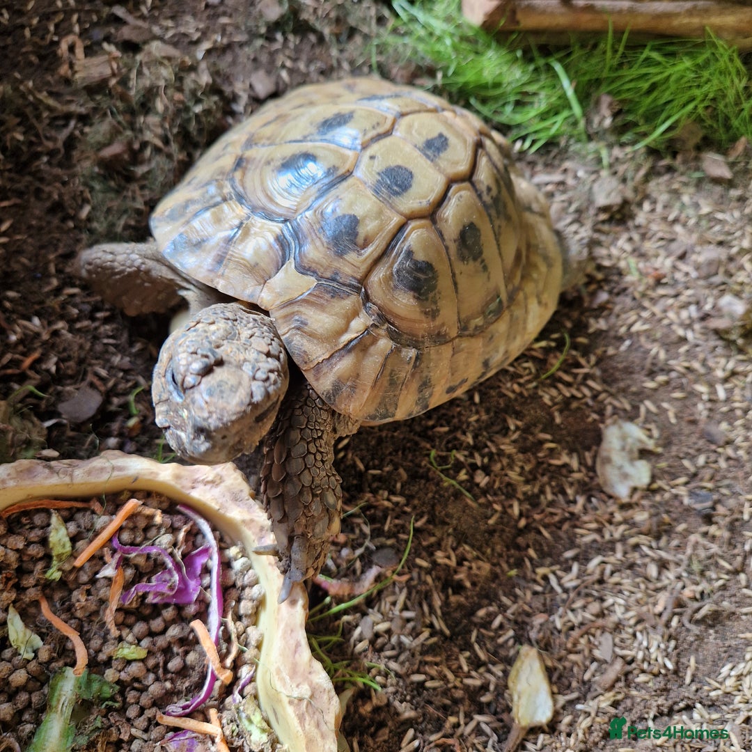 Tortoise reptiles for sale: Hermans - Advert 6