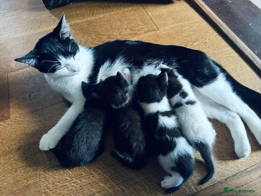 British Shorthair cats for sale: 4 British Shorthair kittens, 3 Tuxedo and 1 black - Image 2