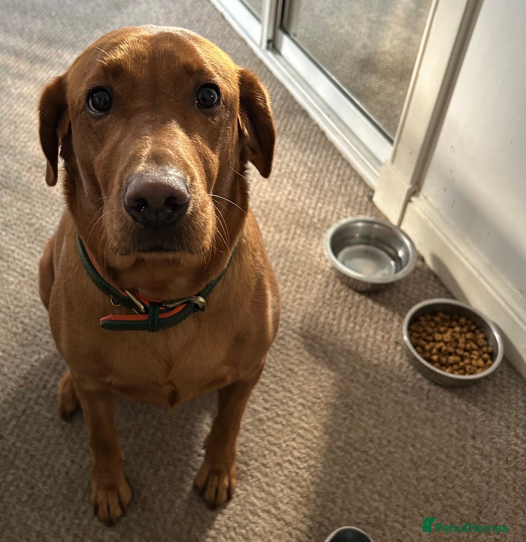 Labrador Retriever dogs for sale: Fox red labrador pups Glasgow  - Advert 2