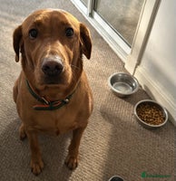 Labrador Retriever dogs Fox red labrador pups Glasgow - Advert 2