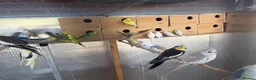 Cockatiels birds for sale: Cockatiels For Sale  - Advert 6