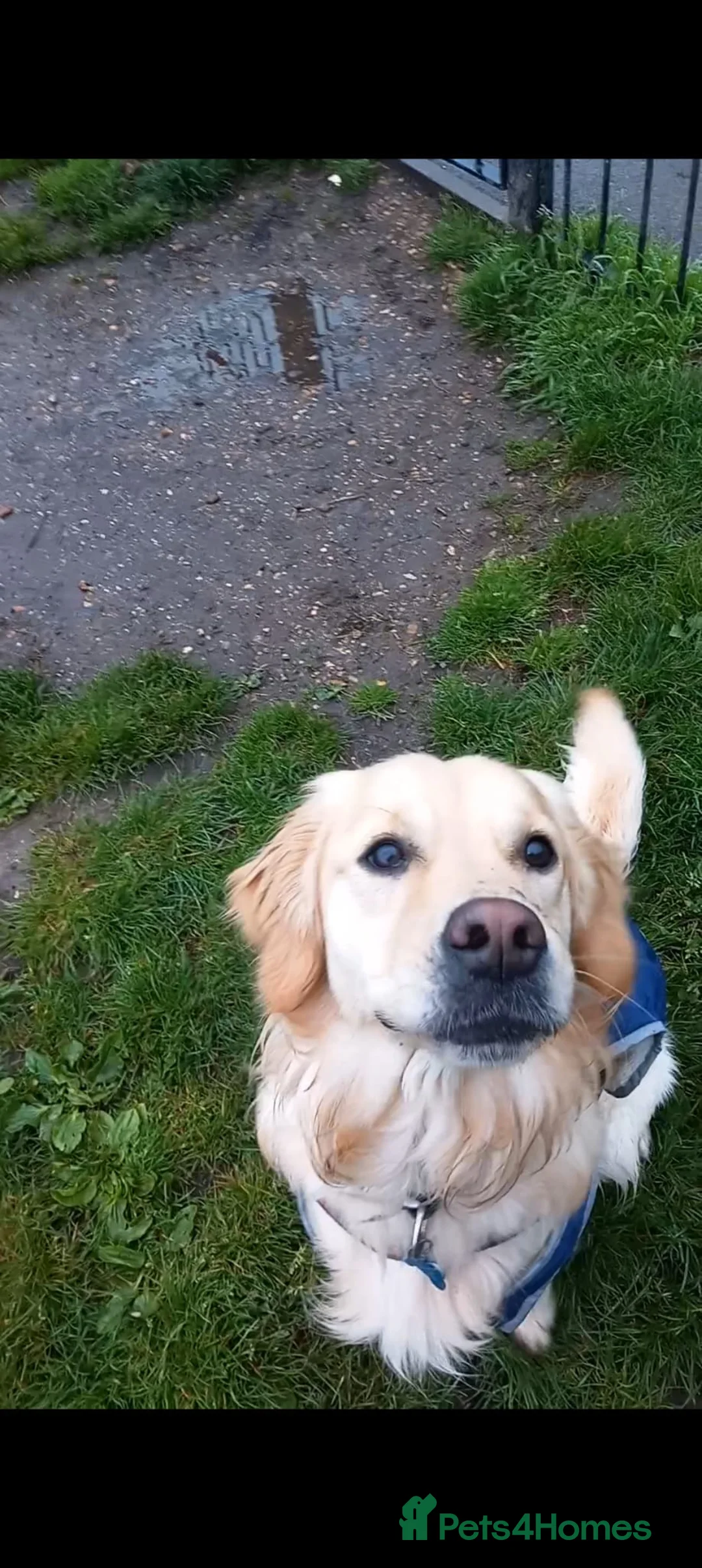 Golden Retriever dogs for sale: Golden retriever’Gus’ looking for a new home - Advert 2