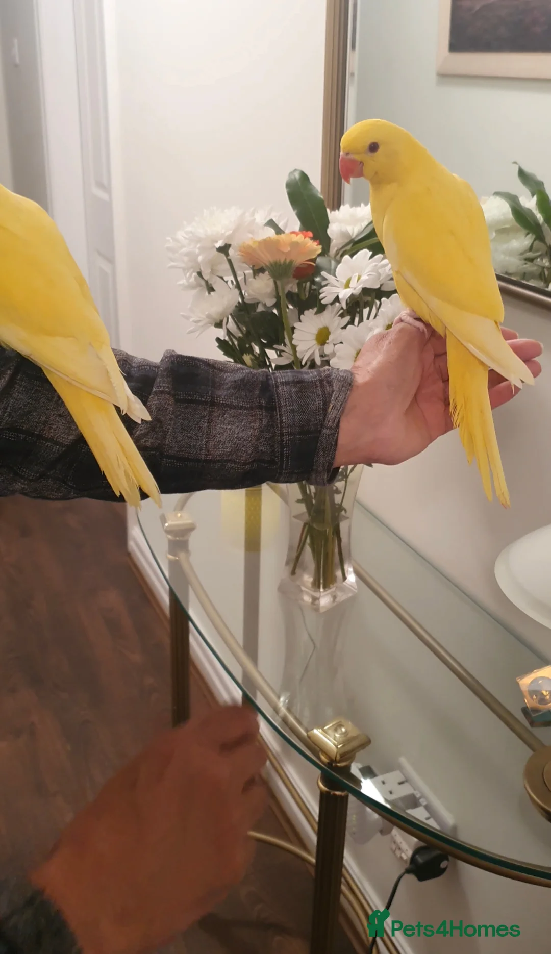 Ringnecks birds for sale: Handreared baby Indian ringneck for sale  in Accrington - Advert 3