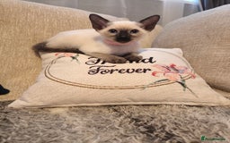 Siamese cats for sale: Siamese girl - Image 2