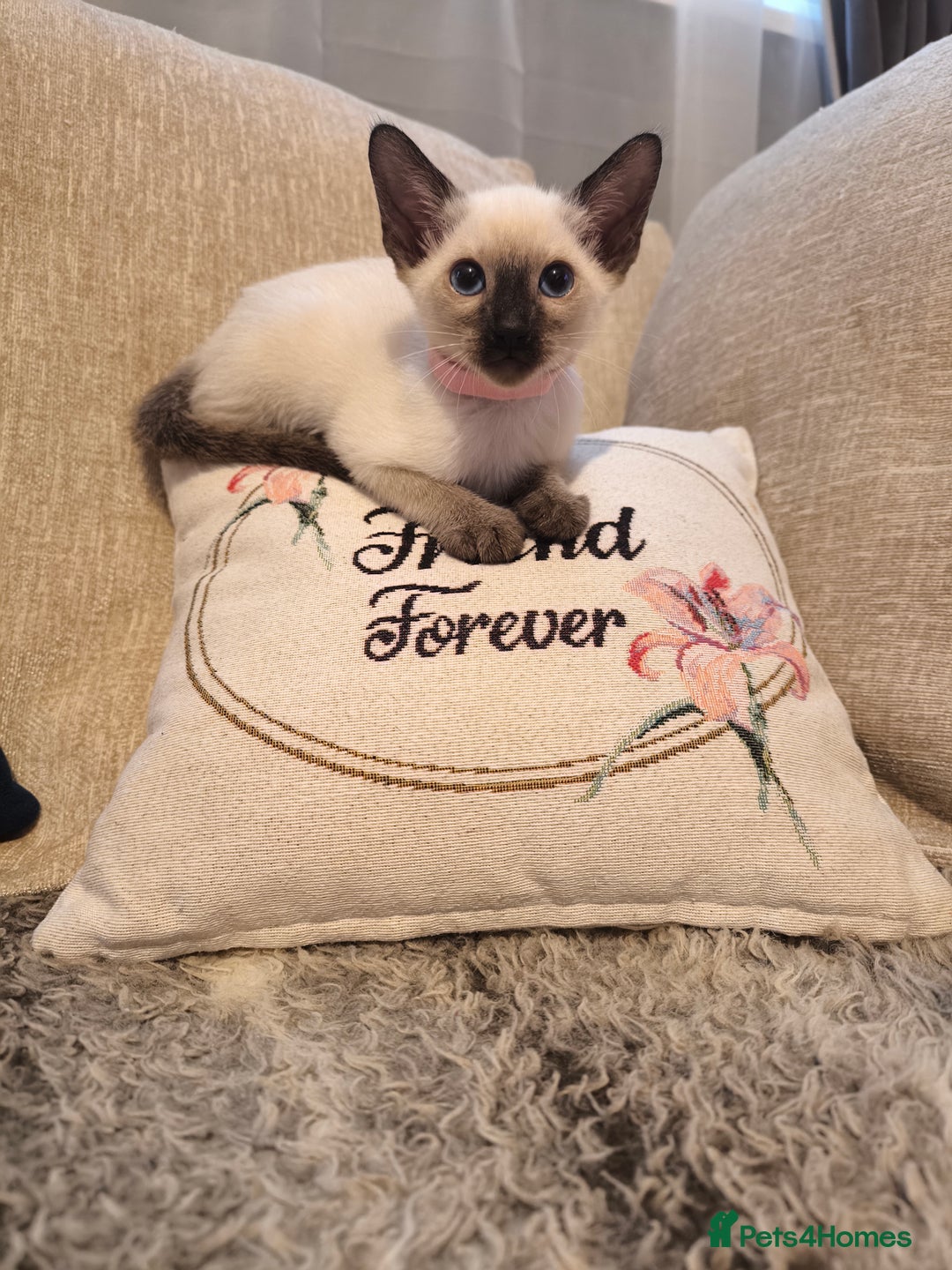 Siamese cats for sale: Siamese girl - Image 2