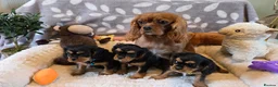 Cavalier King Charles Spaniel dogs for sale: KC and DNA health tested  - Advert 2