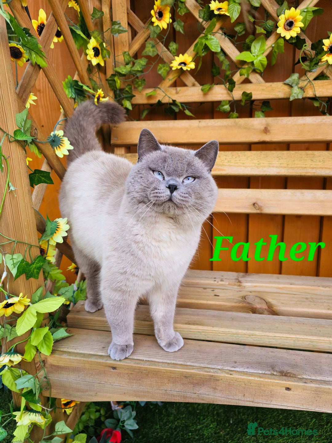British Shorthair cats for sale: Last 4 male British Short-hair/long hair kittens  - Image 38