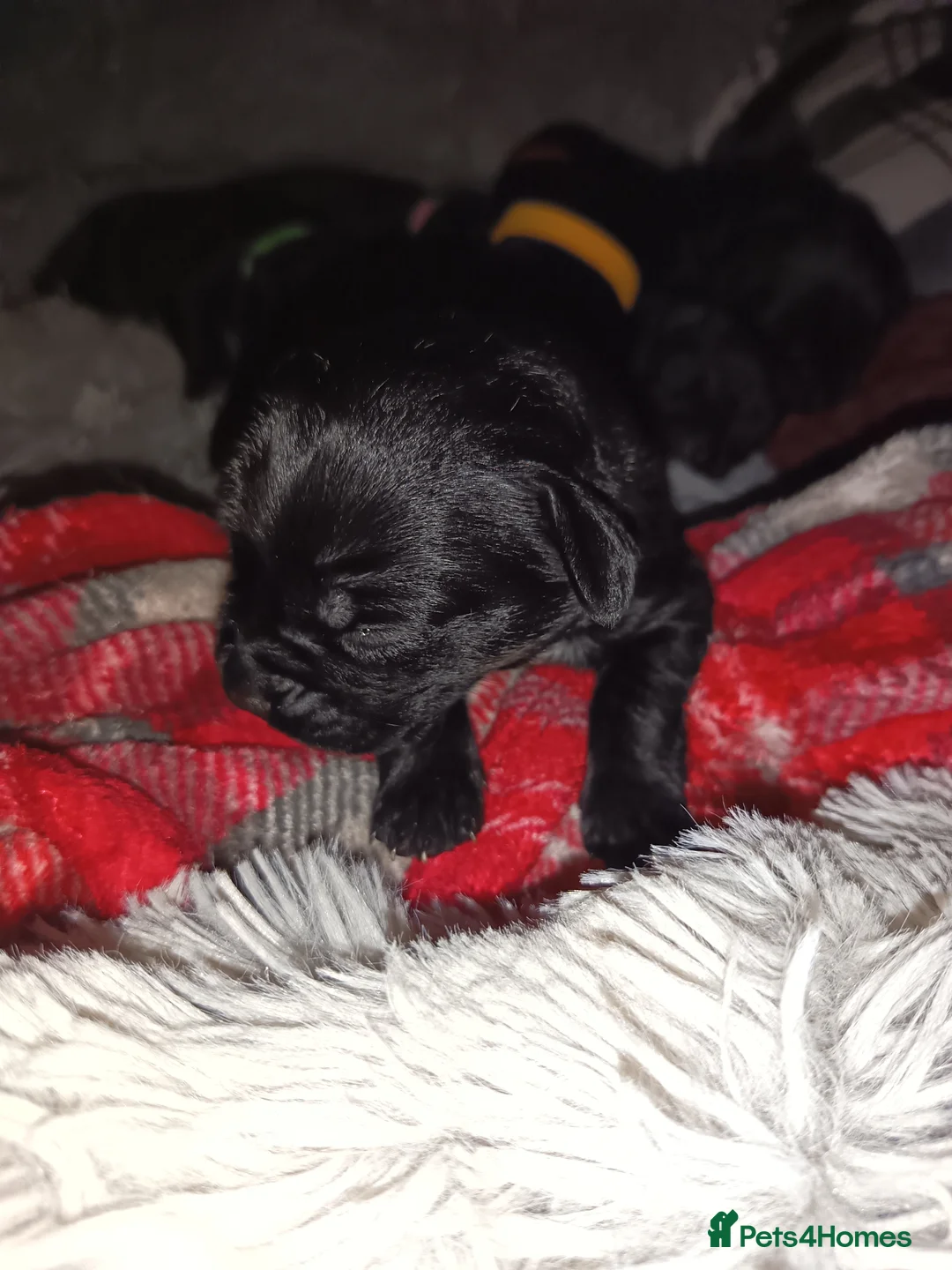 Mixed Breed dogs for sale: American bully cross goldendoodle in Bury - Advert 2