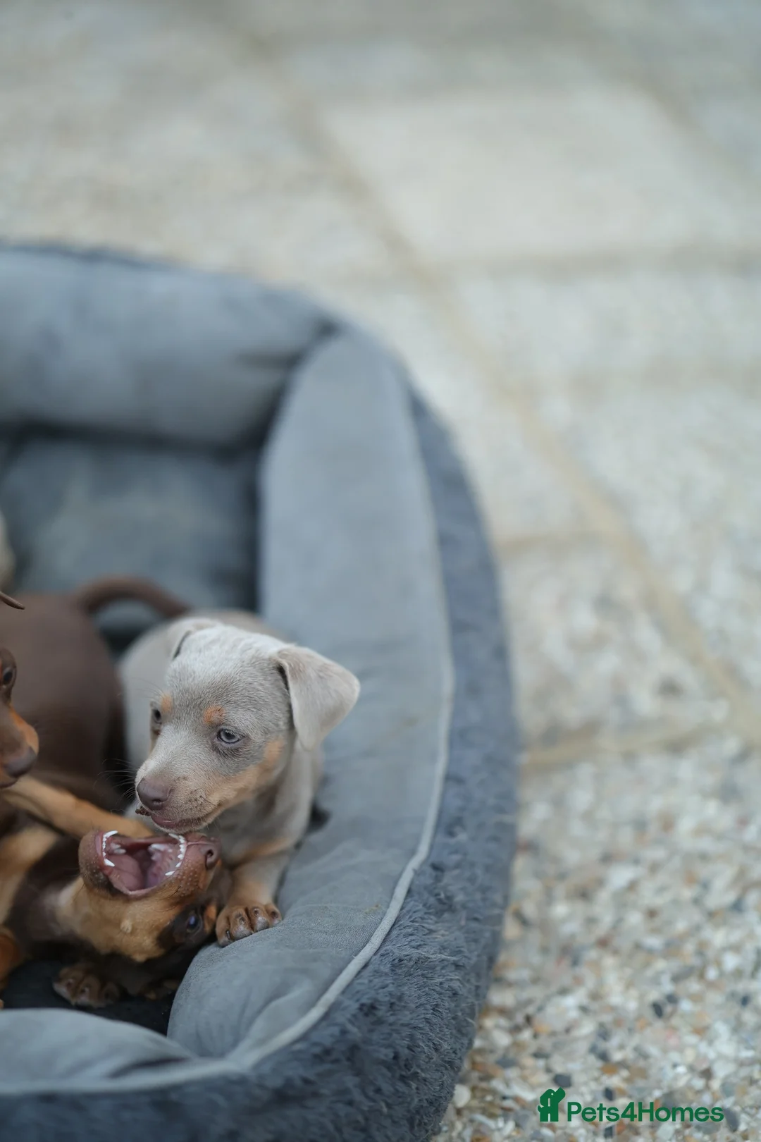 Jack Russell dogs for sale: Beautiful Jack Russell puppies for sale - Advert 2
