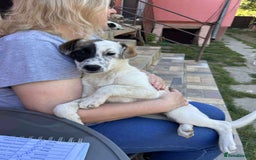 Mixed Breed dogs for adoption: NALA-loving pup girl/great with kids&dogs/happy/ - Image 3
