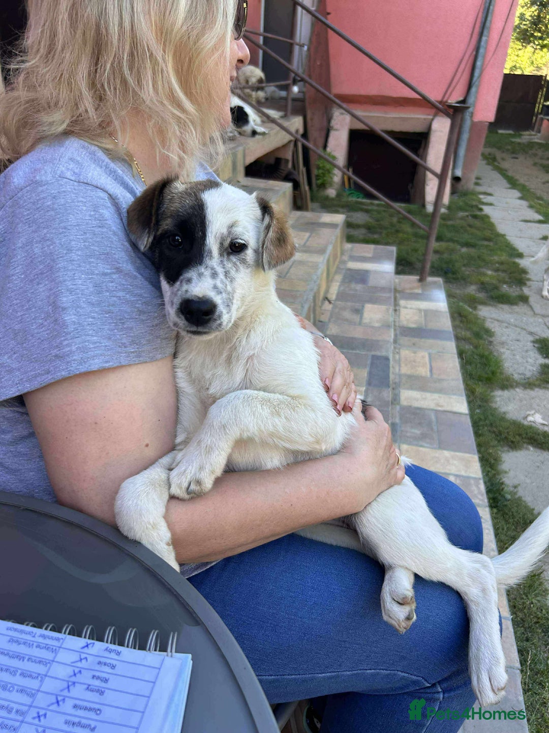 Mixed Breed dogs for adoption: NALA-loving pup girl/great with kids&dogs/happy/ - Image 3