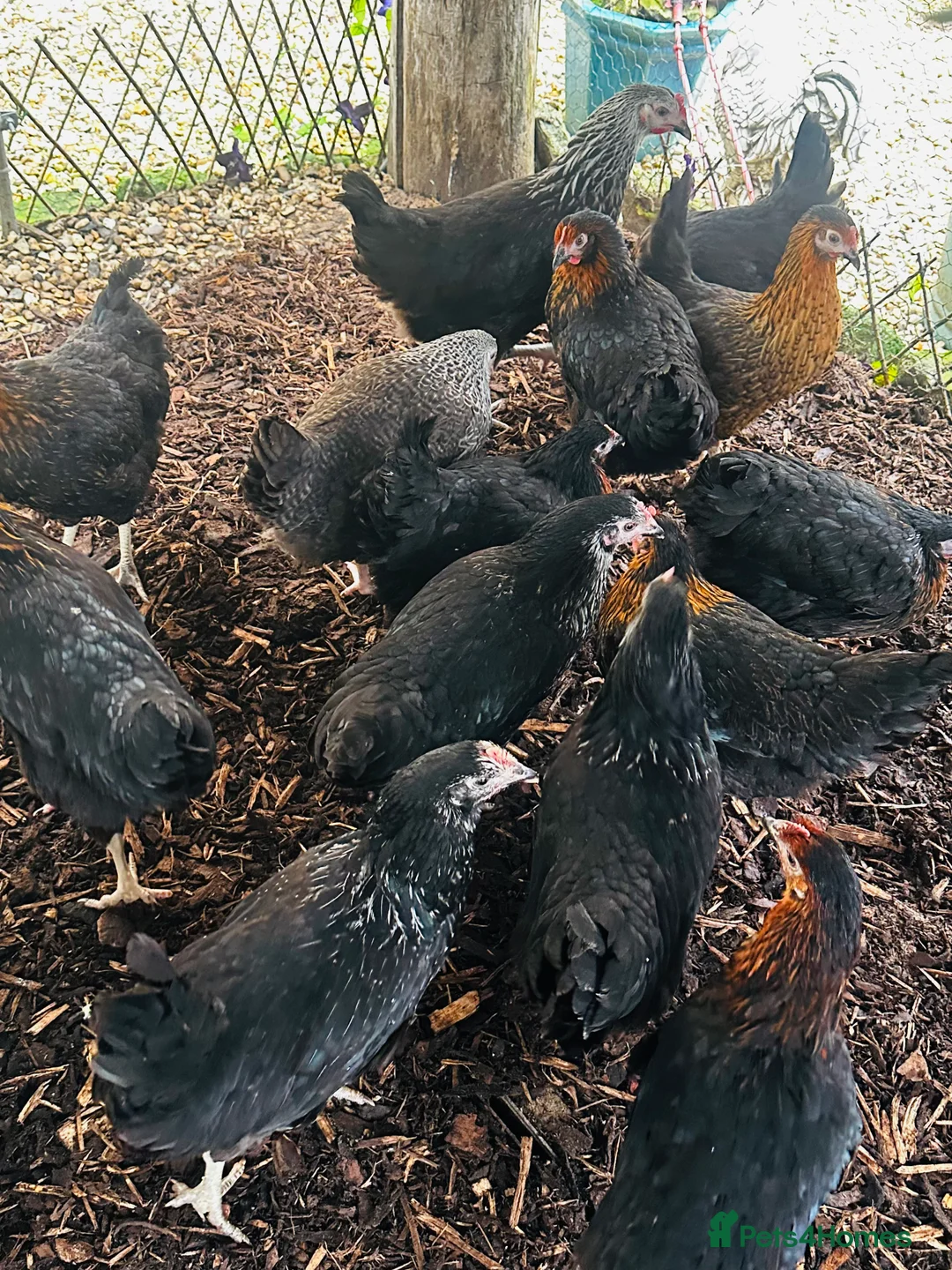 Chickens poultry for sale: Point of Lay Hens - VARIOUS BREEDS - Advert 8