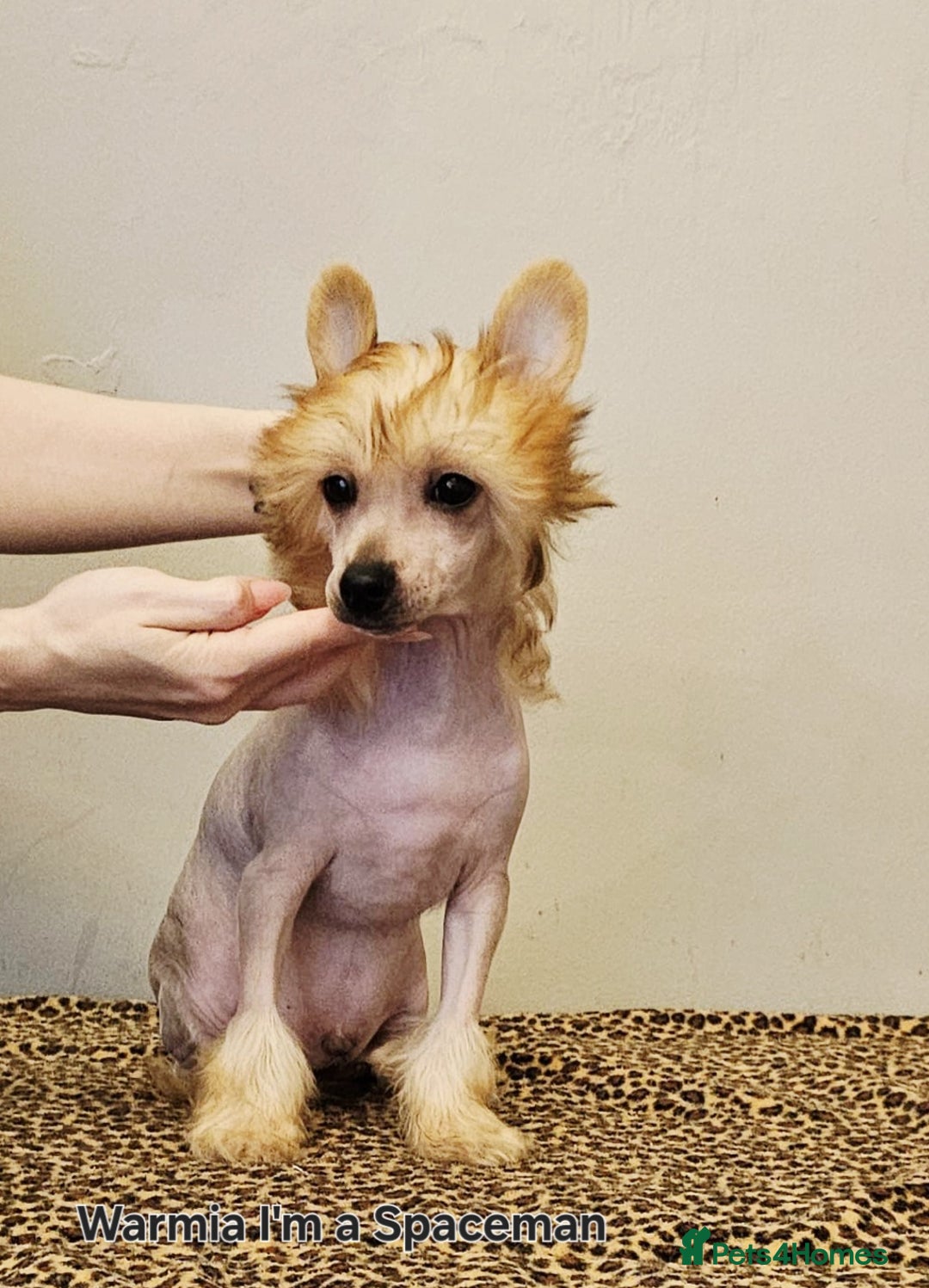 Chinese Crested dogs for sale: February litter- waiting list open  - Advert 8