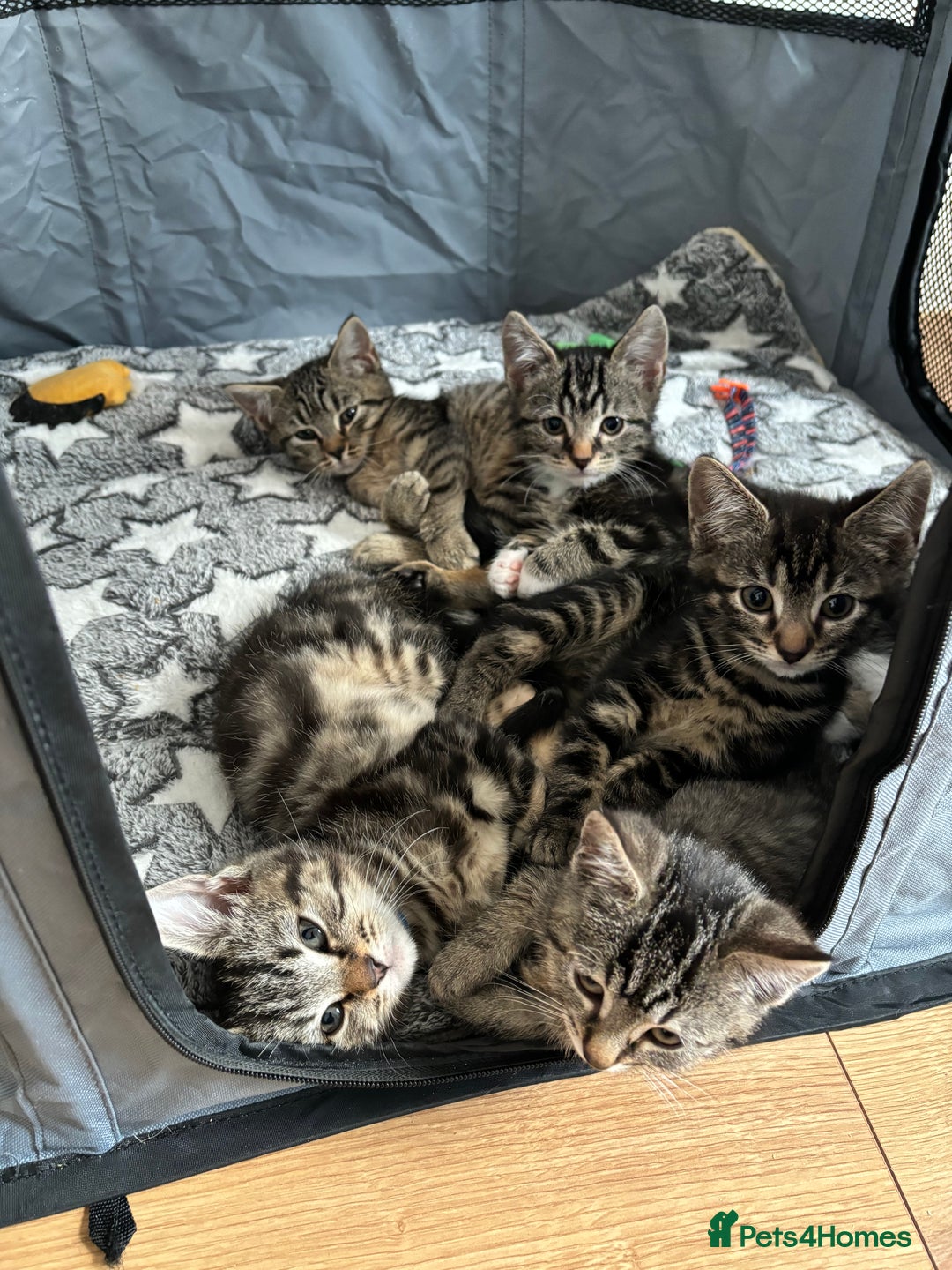 Maine Coon cats for sale: 🌟 5 Adorable Kittens Ready For 4ever Home🌟 - Advert 3