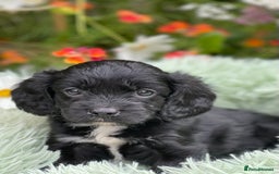 Cavapoo dogs for sale: Stunning Cavapoo babies  - Image 15