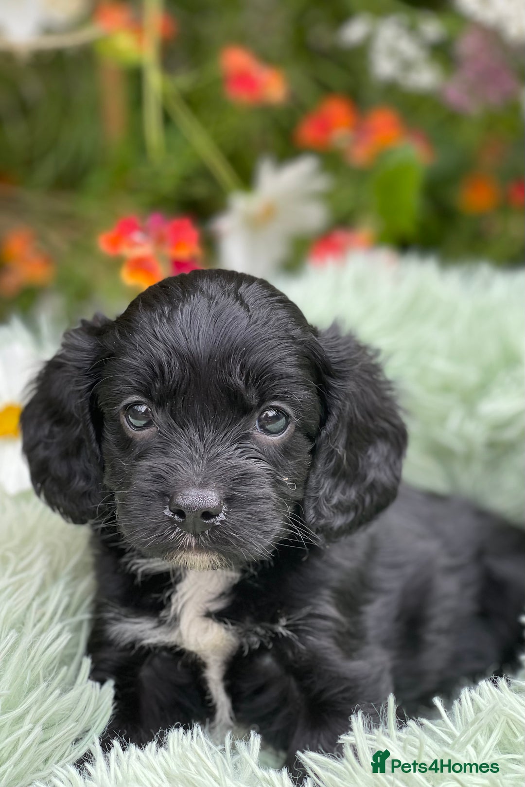 Cavapoo dogs for sale: Stunning Cavapoo babies  - Image 15
