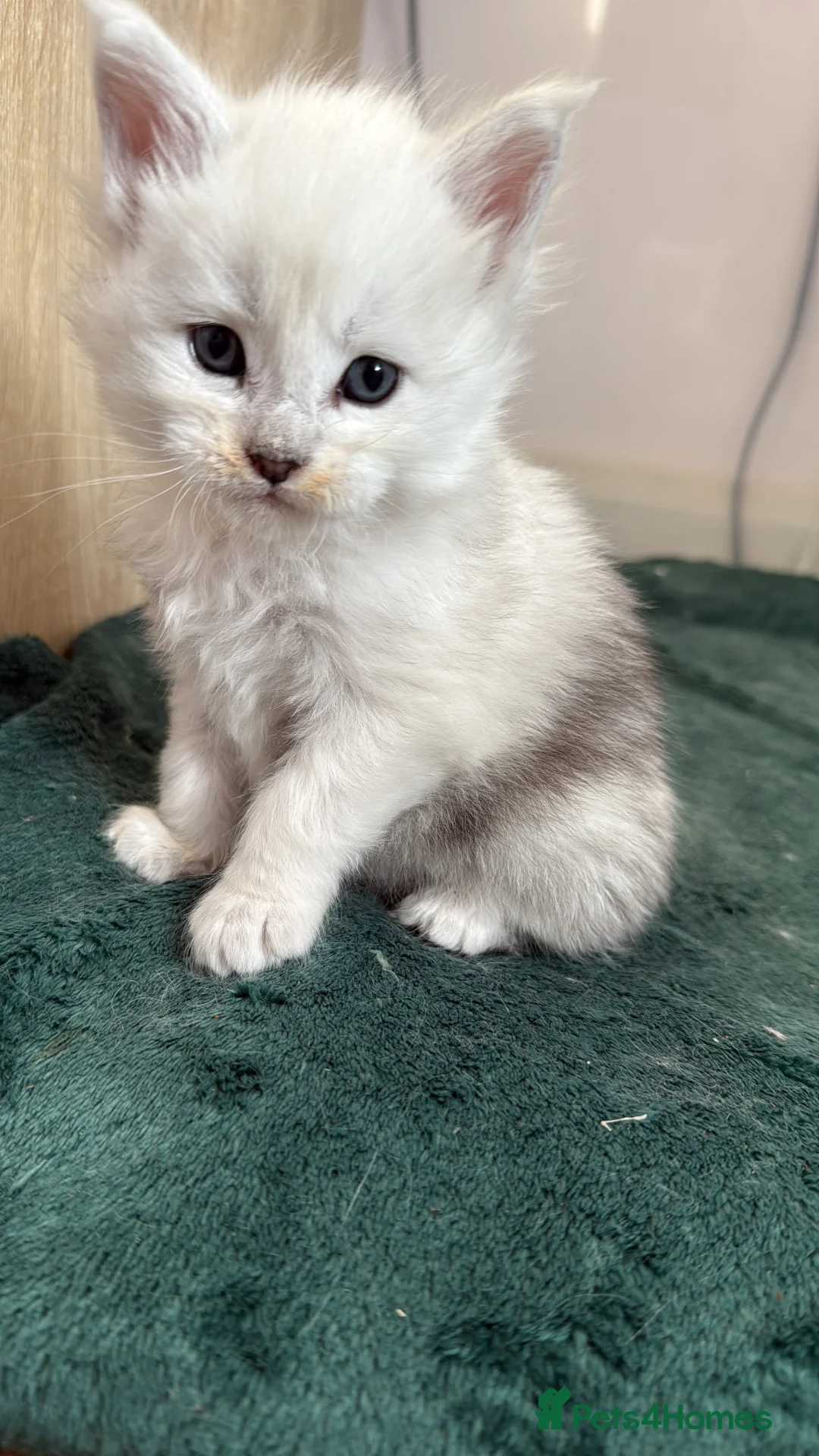 Maine Coon cats for sale: Champ blood Unique Color Ns11 boy active!!!🏅🏅🏅 - Advert 5