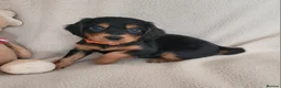 Cocker Spaniel dogs for sale: Small Health Tested Working Cocker Pups - Advert 12
