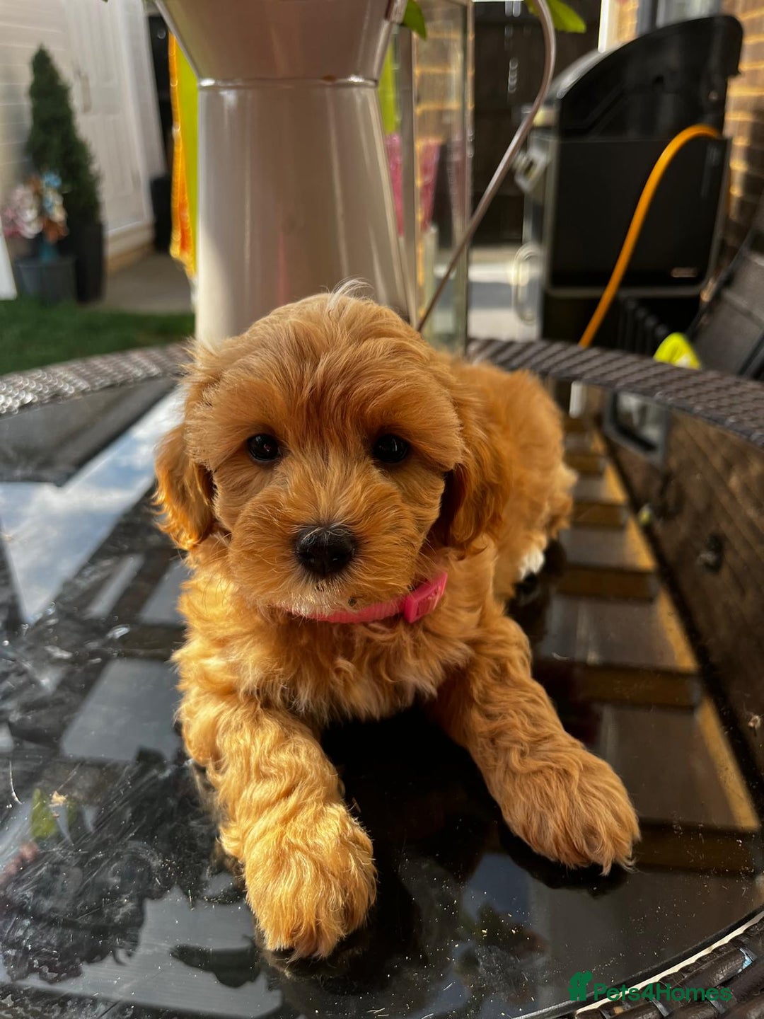 Maltipoo dogs for sale: Adorable Maltipoo  - Image 7