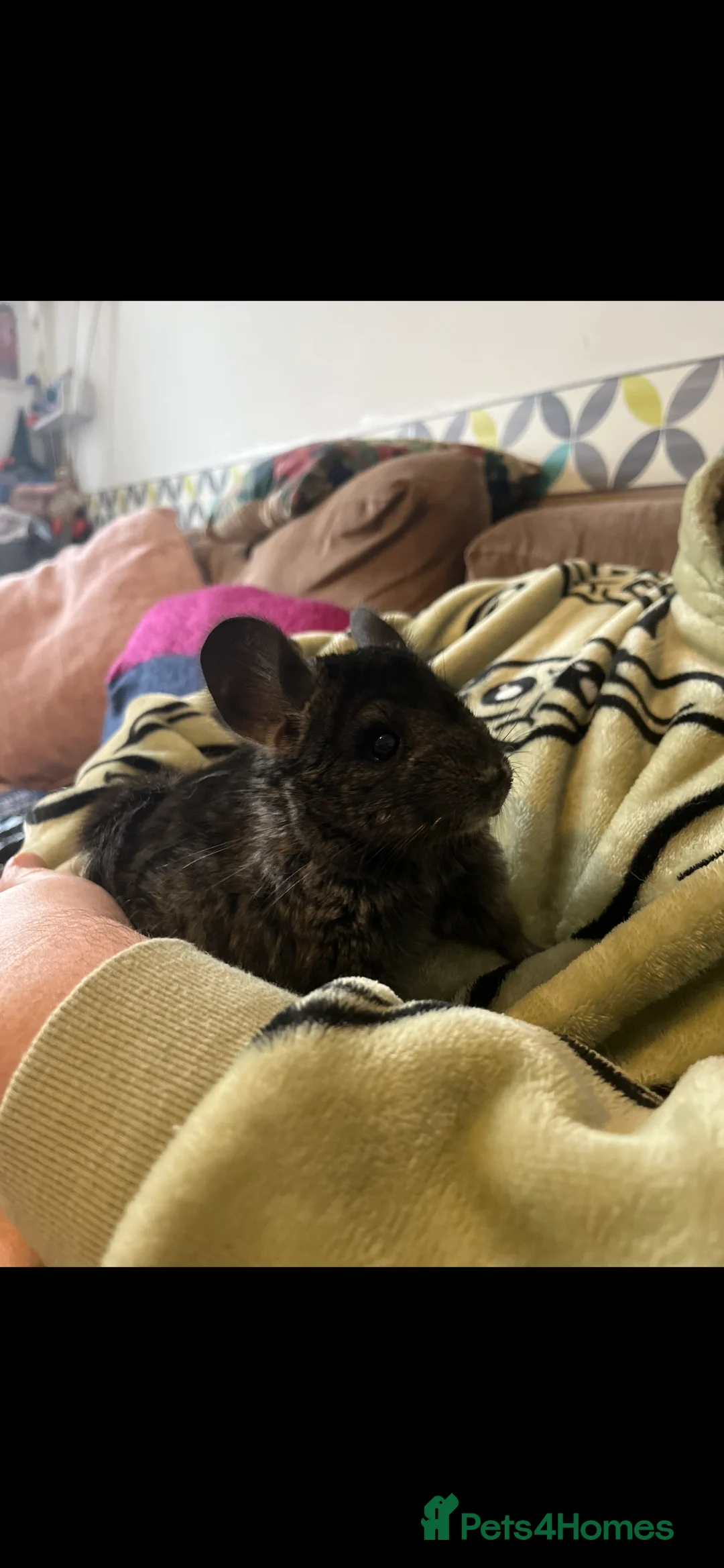 Chinchilla rodents for sale: Chinchilla set up and 4 chinchilla  - Advert 4