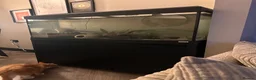 Axolotl reptiles for sale: 4 axolotl’s with full set up  - Advert 3