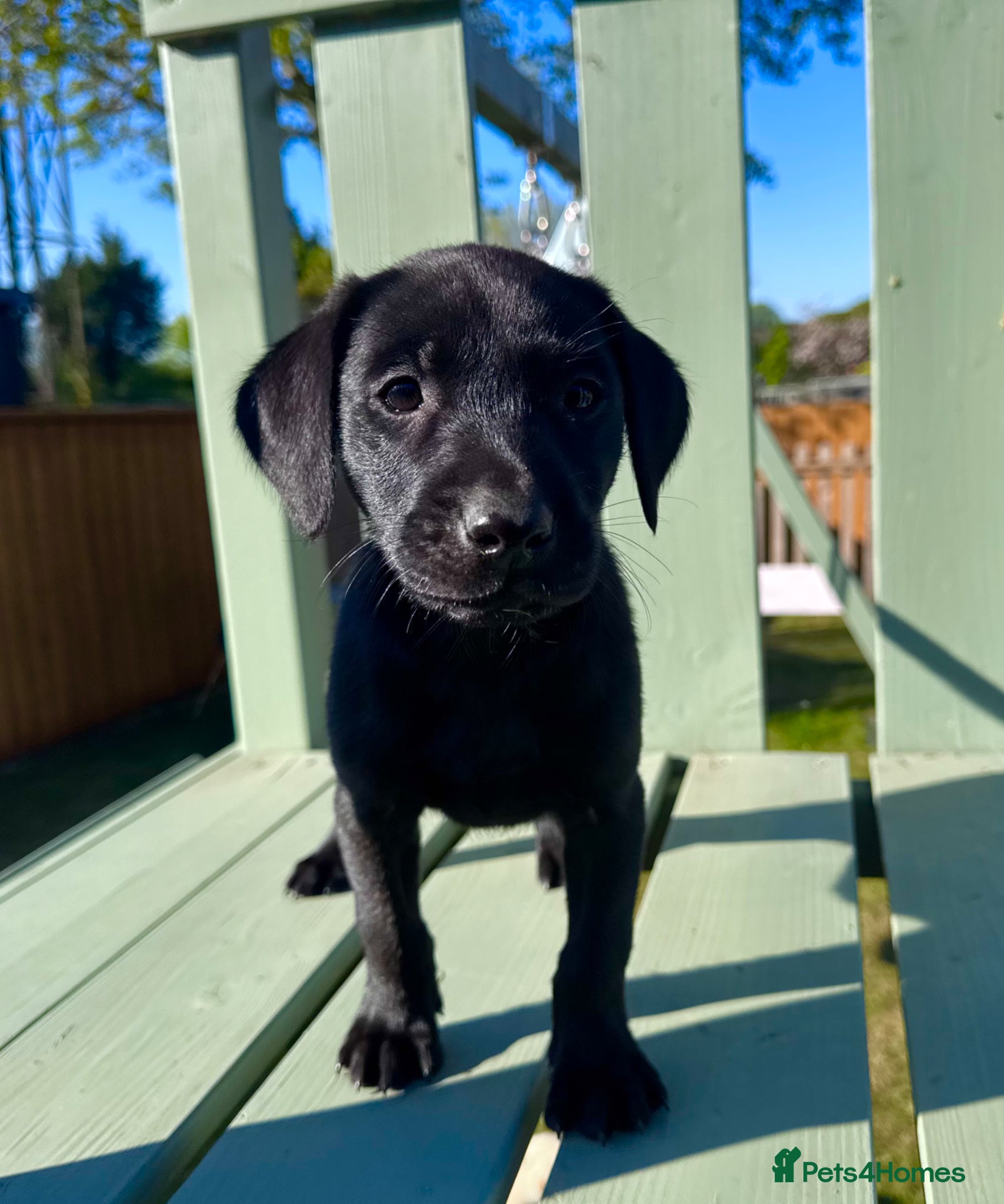 Labrador Retriever dogs KC Registered Working Labrador Babies 🐾🐾🐾 - Advert 2