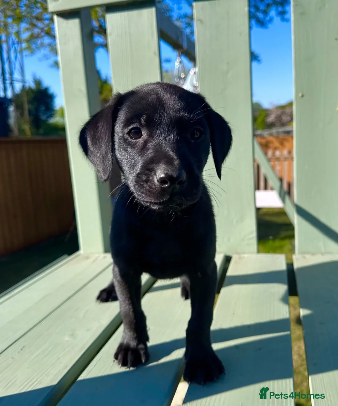 Labrador Retriever dogs for sale: KC Registered Working Labrador Babies 🐾🐾🐾 - Advert 1