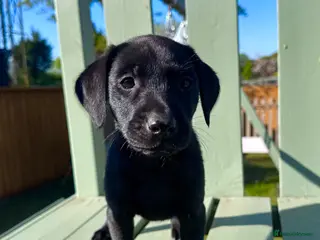 Labrador Retriever dogs for sale: KC Registered Working Labrador Babies 🐾🐾🐾 - Advert 3