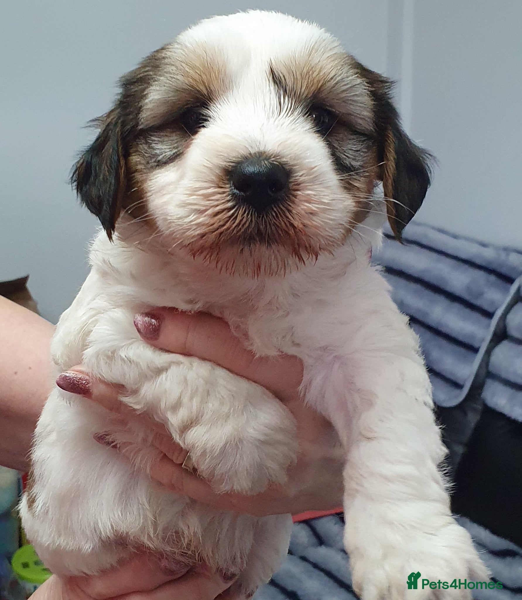 Tibetan Terrier dogs Stunning KCreged Tibetan terriers  - Advert 2