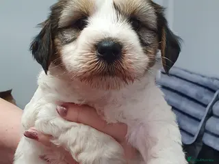 Tibetan Terrier dogs Stunning KCreged Tibetan terriers - Advert 2