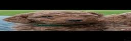 Australian Labradoodle dogs for sale: Australian Labradoodle puppies - Advert 8