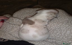 Dachshund dogs for sale: daschund puppies 1 chocolate male left - Image 10