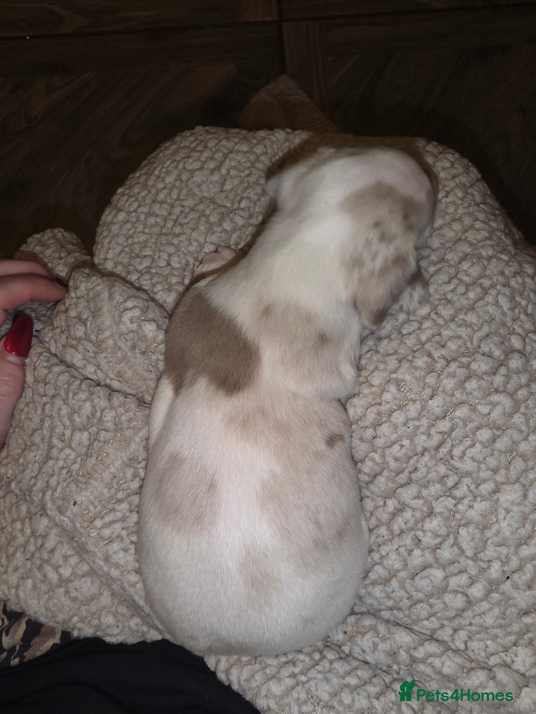 Dachshund dogs for sale: daschund puppies 1 chocolate male left - Image 10