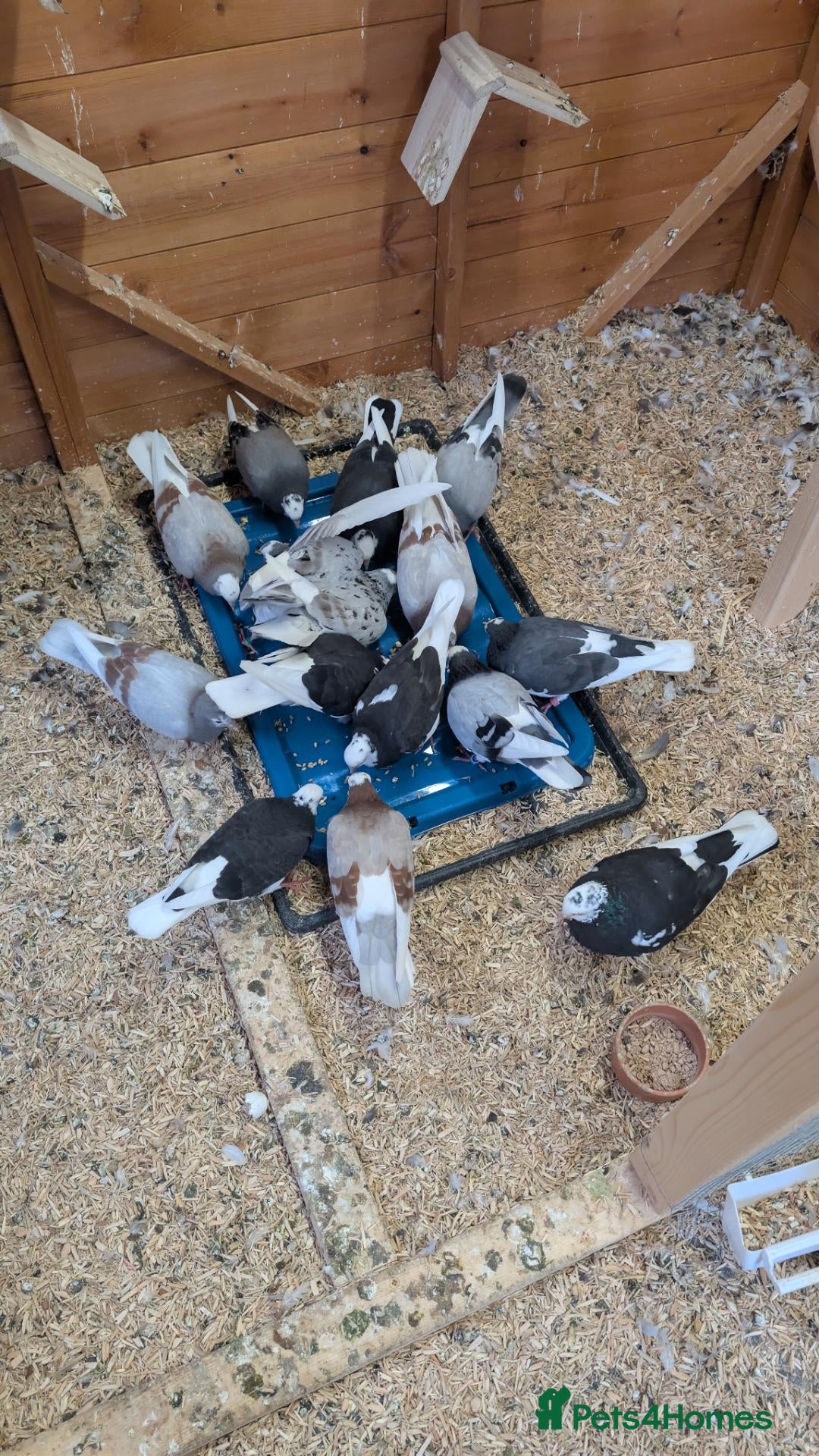 Pigeons birds Roller pigeons  - Advert 2