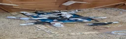 Pigeons birds for sale: Roller pigeons  - Advert 1