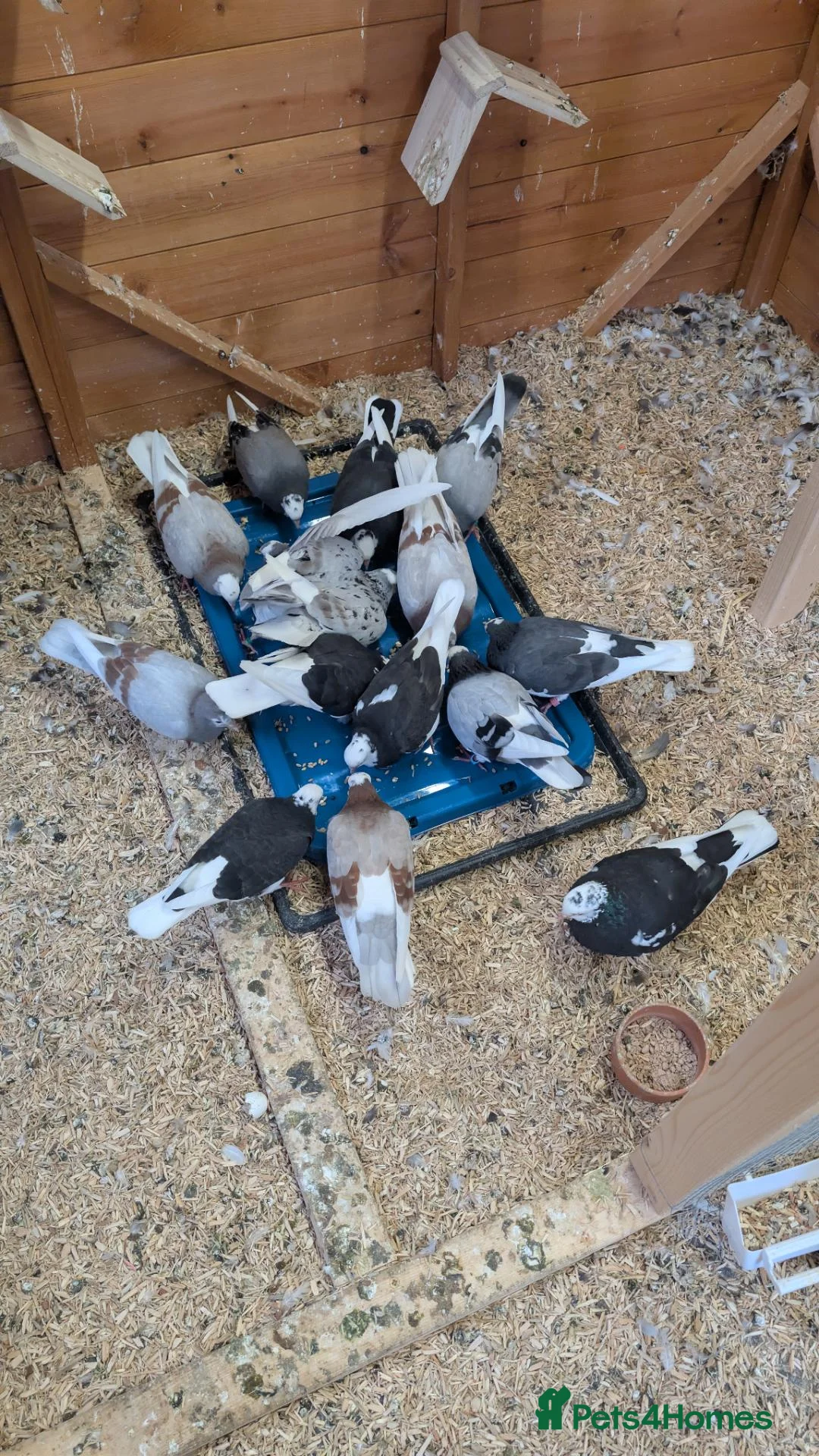 Pigeons birds for sale: Roller pigeons  - Advert 1