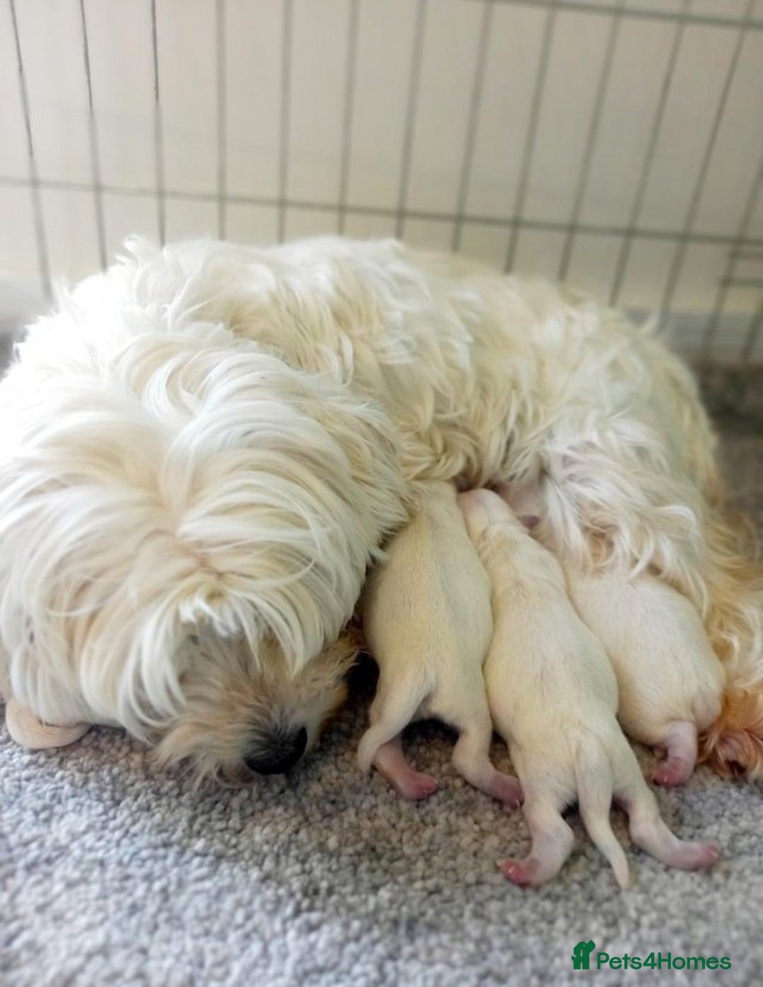 Maltese dogs for sale: MALTESE PUPPIES - Image 6