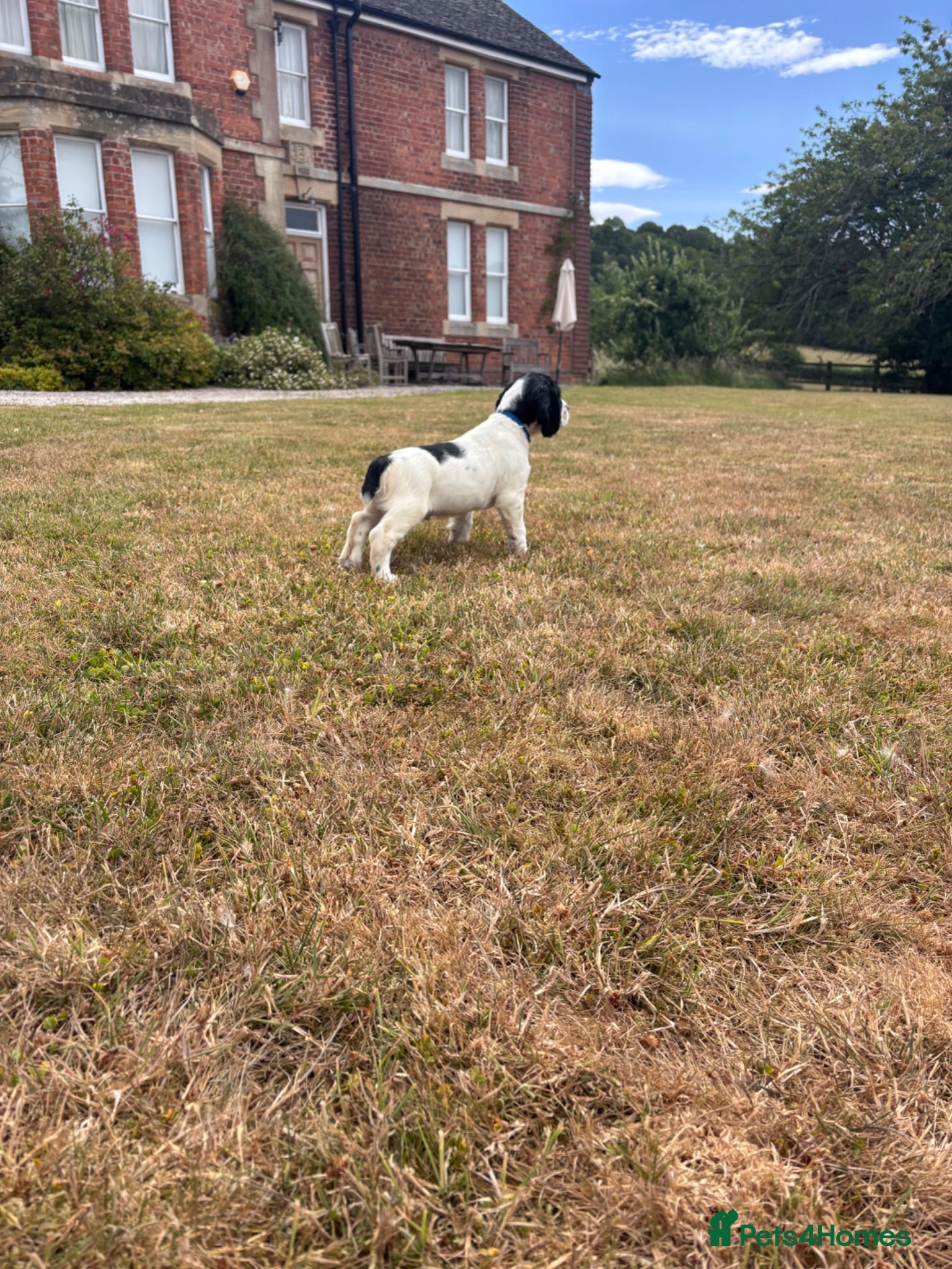 English Springer Spaniel dogs KC Registered Springer Spaniel Puppies - Advert 9