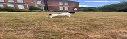 English Springer Spaniel dogs for sale: KC Registered Springer Spaniel Puppies - Advert 1
