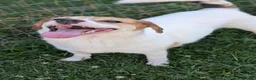Mixed Breed dogs for adoption: Bagel for adoption! in Walsall - Advert 3
