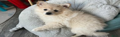 German Spitz Puppy 3