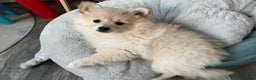 German Spitz dogs for sale: Unique female Spitz puppy available now - Advert 33
