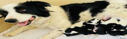 Border Collie dogs for sale: Black and White Border Collie Puppies! - Advert 4
