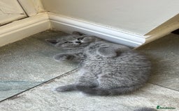 British Shorthair cats for sale: GORGEOUS BSH Kittens - Image 4