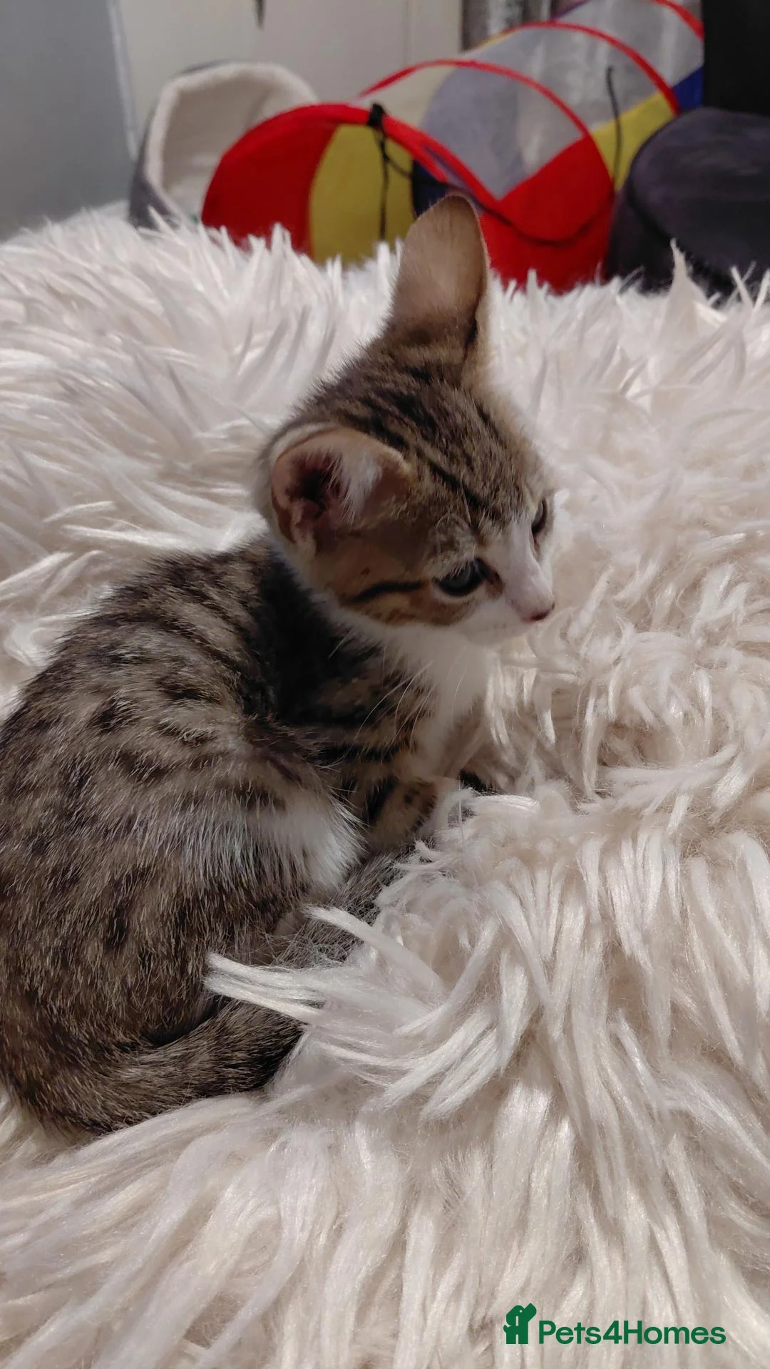Mixed Breed cats for sale: 9 weeks old kitten very cute  in Burnley - Advert 4