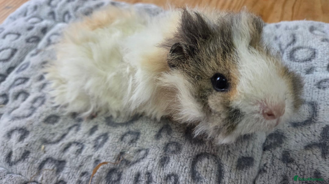 Guinea Pig rodents for sale: 3 Male Babies 🐖 - Advert 3