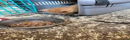 British Shorthair cats for sale: 5 kitten looking for a good home  - Advert 20
